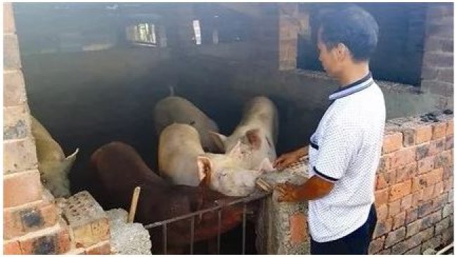 Pig333wechat 2