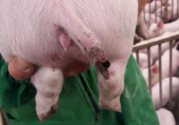 Figure 1. A serious injury in a pig of almost 15 kg, even with part of the tail missing.
