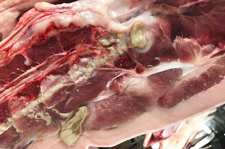 Figure 2. Abscess located along the spine due to an ascending infection after a tail injury, now healed.
