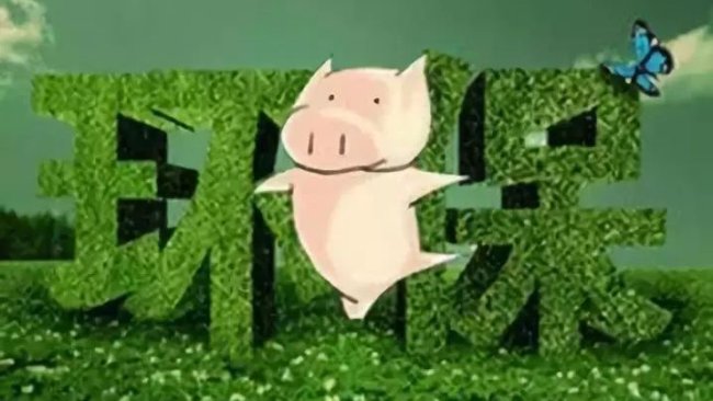Pig333wechat 1