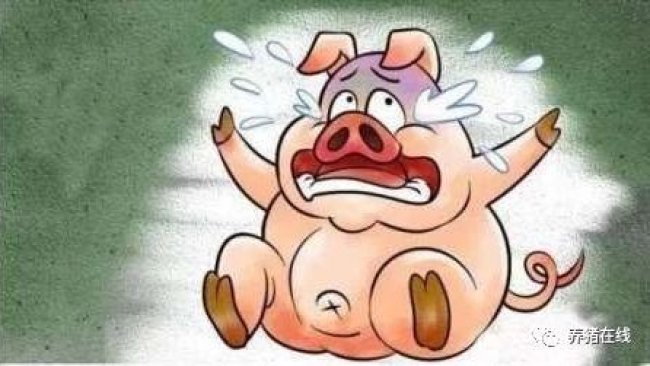 Pig333wechat