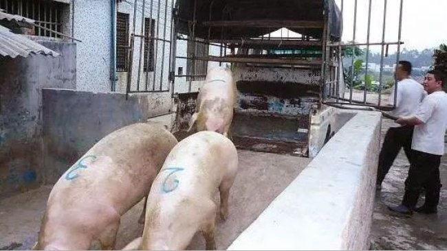 Pig333wechat 1
