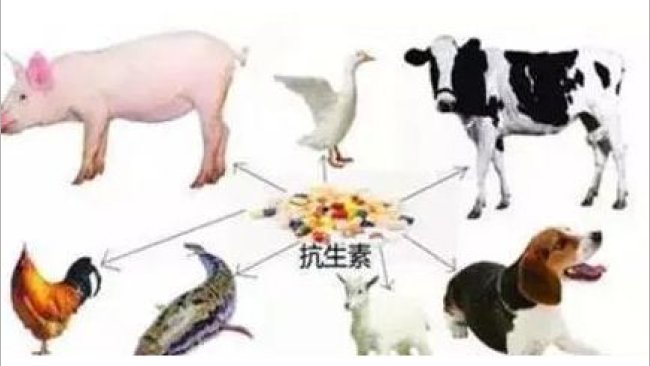 Pig333wechat