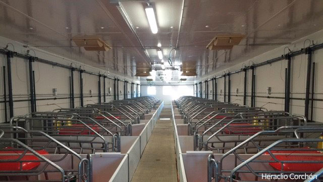 Smooth ceilings without interference to air circulation and air intakes through a false ceiling, preferably motorized if the farrowing rooms are very long, are elements that determine good ventilation.
