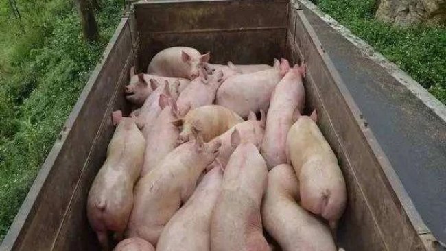 Pig333wechat 2