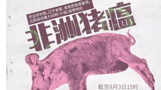 Pig333wechat 1