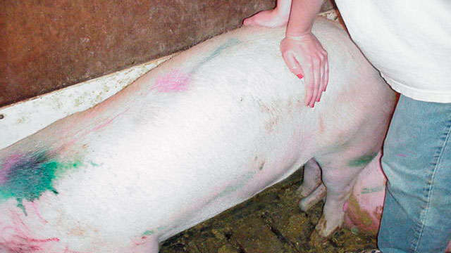 Estrus gilt showing immobility reflex to the backpressure test.
