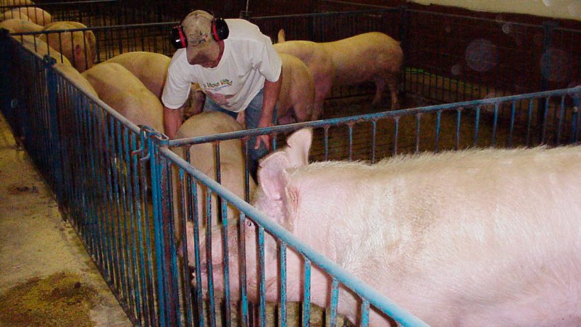 Fenceline exposure using an active boar showing interest in a gilt.
