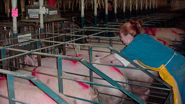 Technician checking for estrus with weaned sows in stall.
