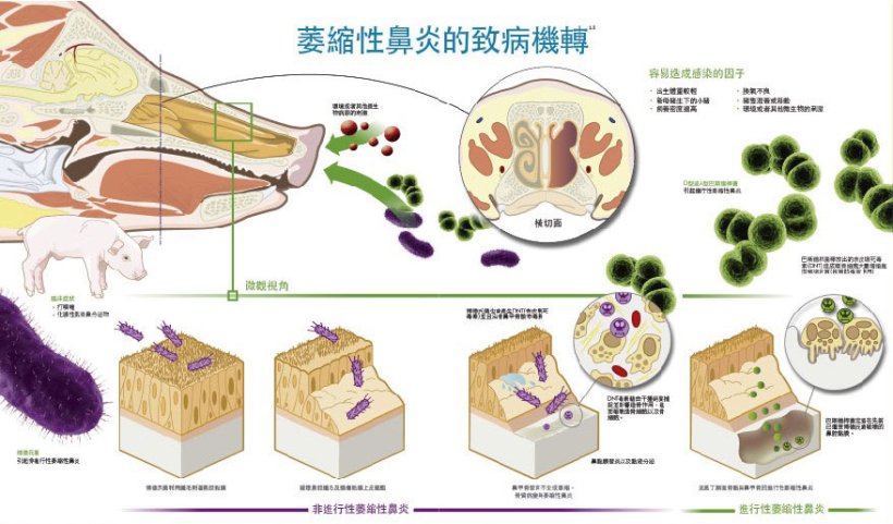 AR 的发病机理。 
