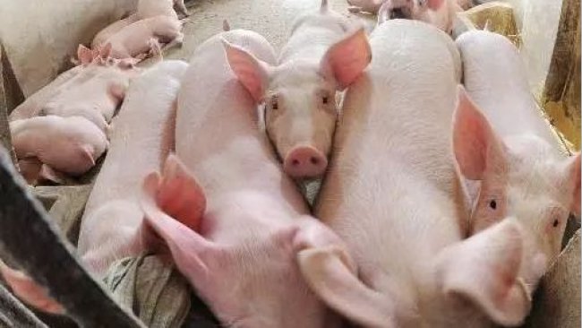 Pig333wechat 1