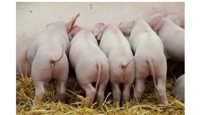 pig333wechat