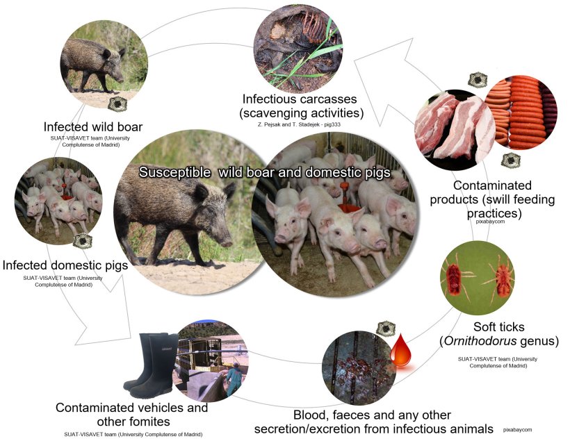 Figure 1. Routes of transmission for African swine fever virus including direct and indirect contact with infectious animals, their products, excretions/secretions and/or blood, carcasses, different contaminated fomites, and biological vectors (own elaboration).
