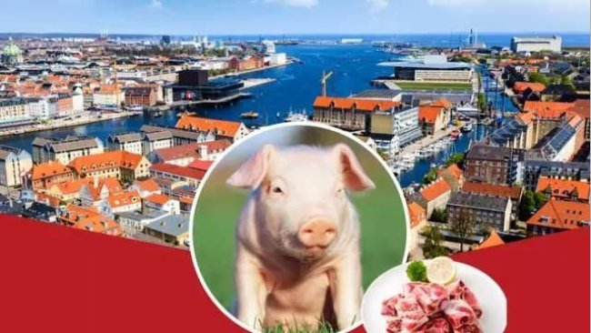 Pig333wechat