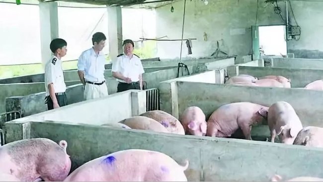 Pig333wechat 5