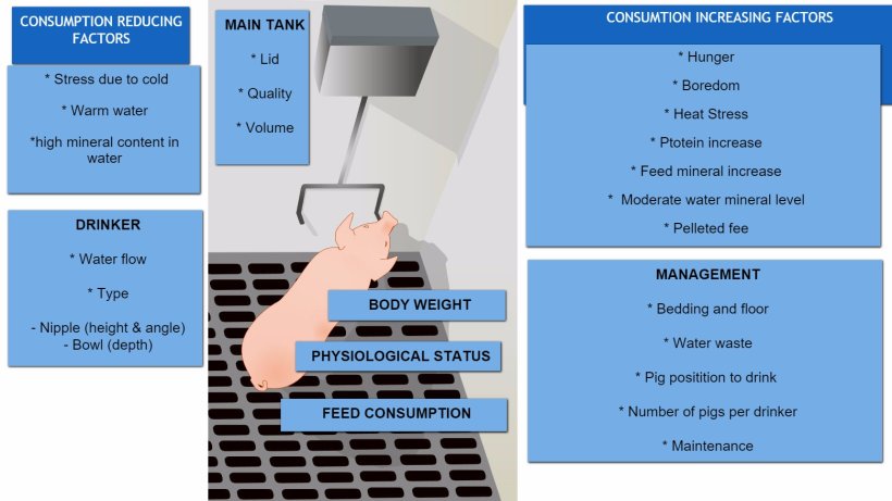 Factors affecting pig water consumption