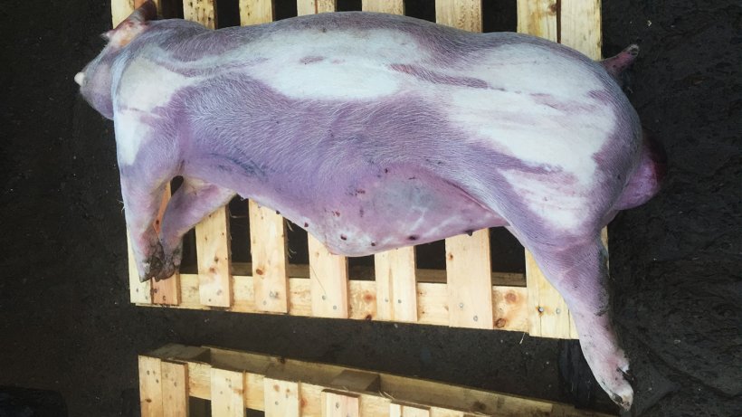 Figure 2. Finishing pig with cyanosis of the lower and distal parts of the body.

