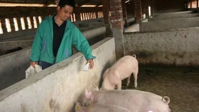 Pig333wechat 2