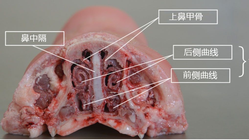 图2.鼻甲骨解剖 