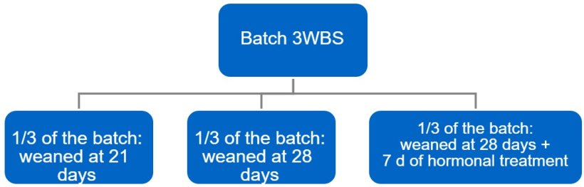 Figure 4. Transition process from a 3-week batch system (3WBS) to weekly batches.
