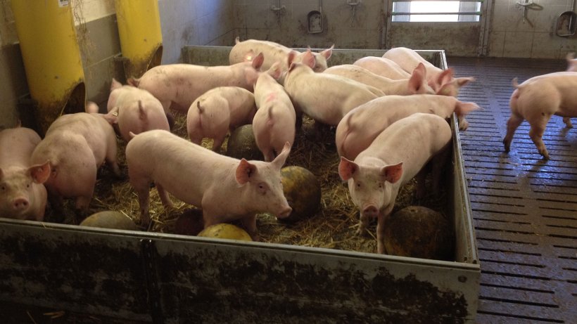Pic 2. Manipulable material and toys available for pigs potentially reducing the chances of a tail biting outbreak. Picture courtesy of Inge B&ouml;hne

