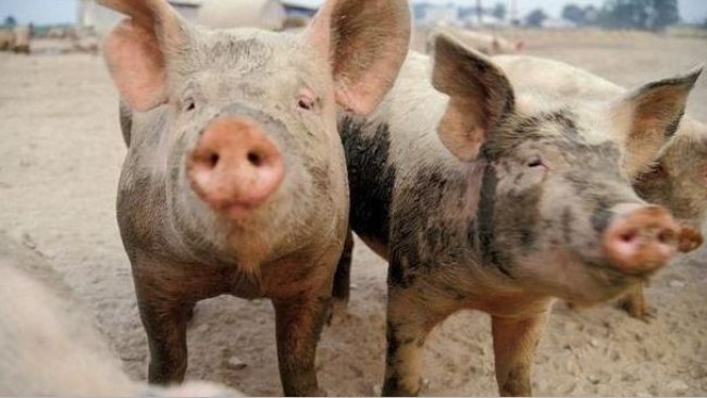 Pig333wechat