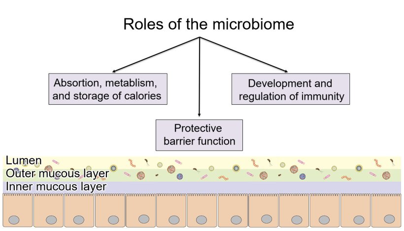 Roles of the microbiome: providing a protective intestinal barrier, digesting and metabolizing nutrients, and regulating immunity.

