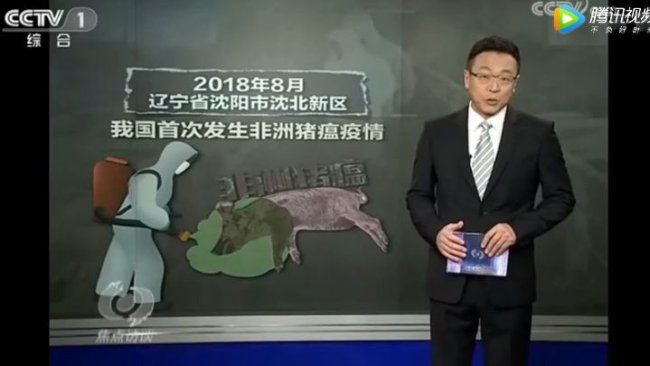 Pig333wechat 1