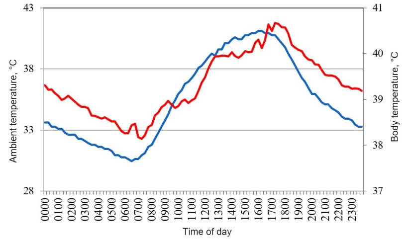 Figure 1. Variations in body temperature (red) of pigs housed under conditions of heat stress, in response to changes in&nbsp; environment temperature (blue) during a typical day in the summer of 2015 in the Mexicali valley (Cervantes et al., 2017 ).
