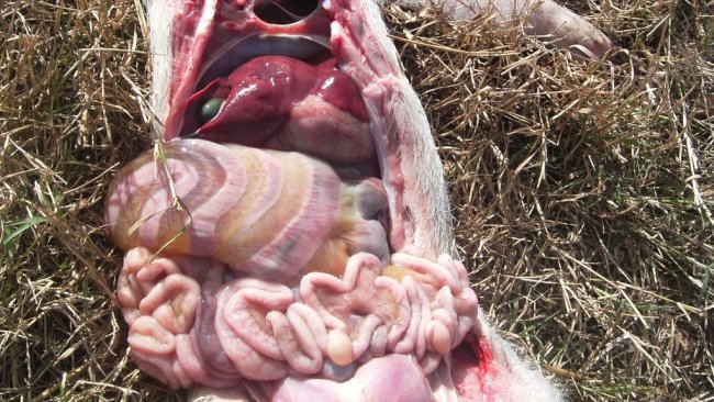Mesocolon oedema caused by infection with E. Coli. 1