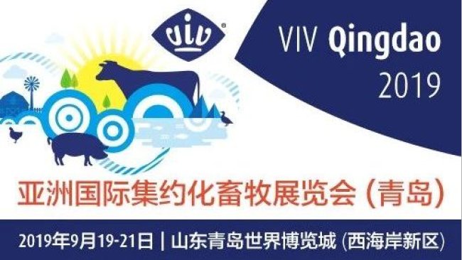 Pig333wechat 1