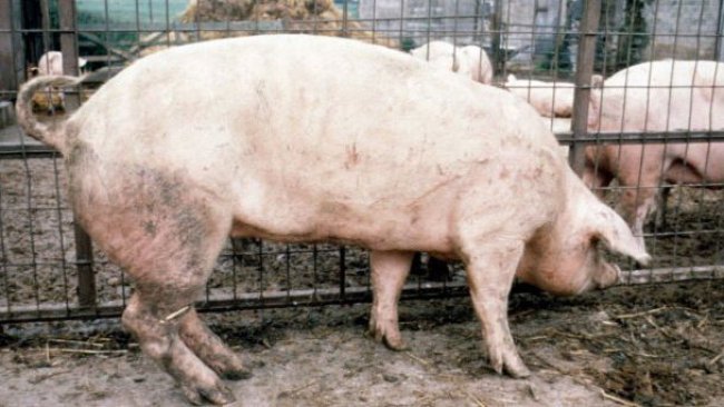 Pig333wechat