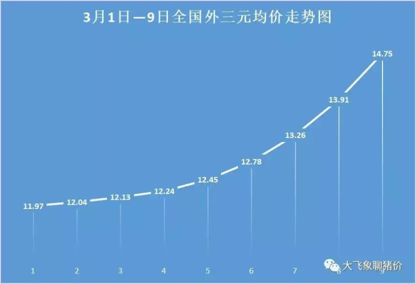 Pig333wechat 1
