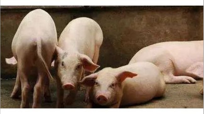 Pig333wechat 1