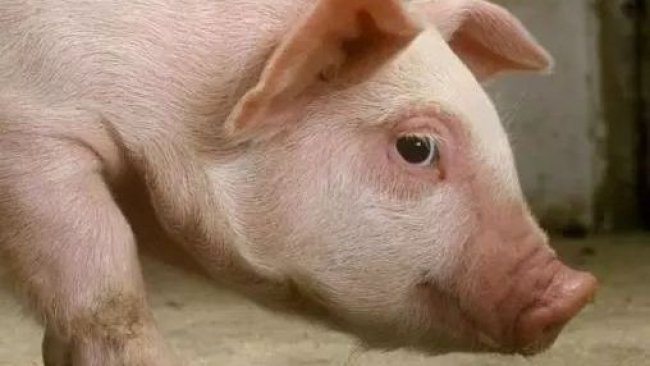Pig333wechat