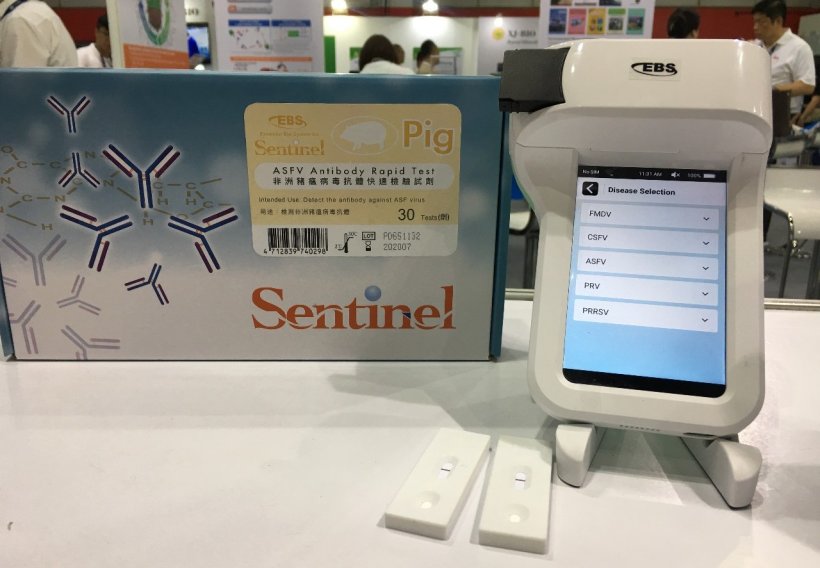 Pig333wechat 1