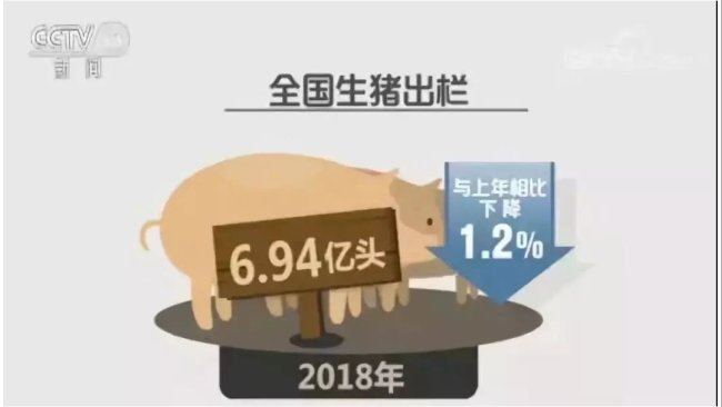 Pig333wechat 2