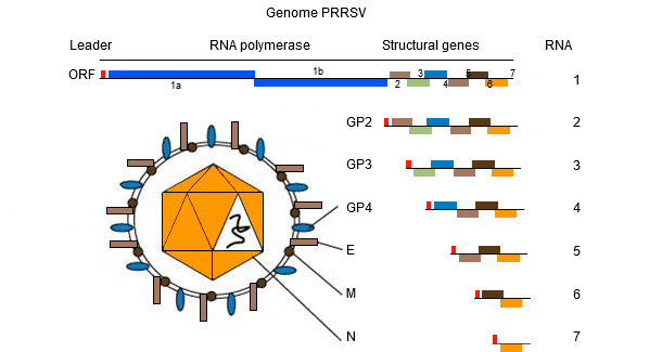 图1. PRRSV的基因组是单链RNA分子。
