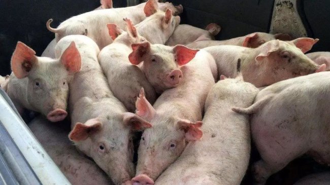 pig333