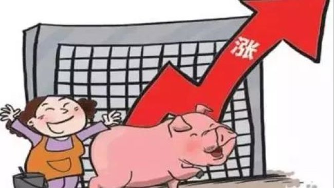 pig333