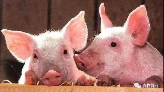 pig333