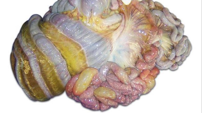 图1:中肠和肠系膜水肿(L. Carrasco教授,科尔多瓦大学)