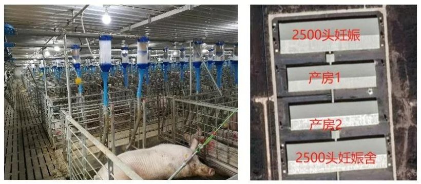 pig333 1