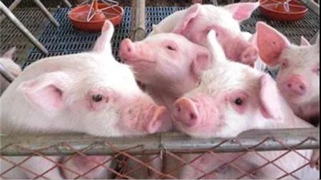 pig333