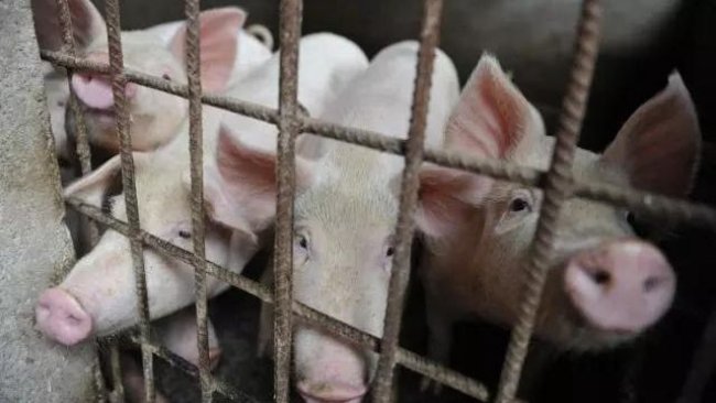 pig333 4