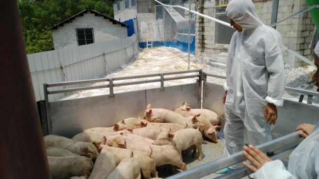 pig333 1