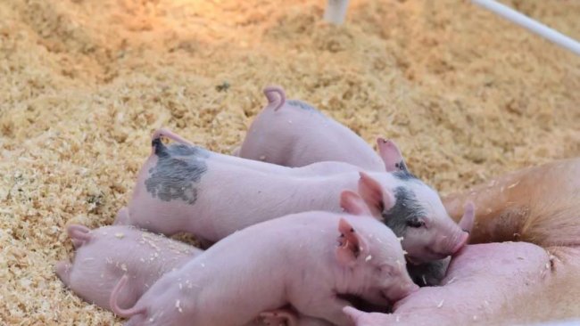 pig333