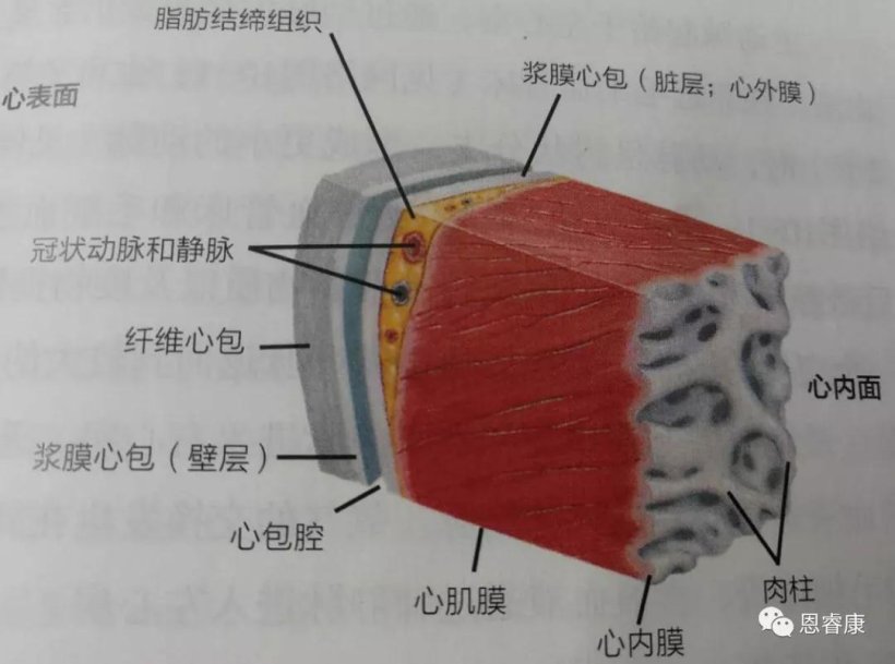 pig333 2