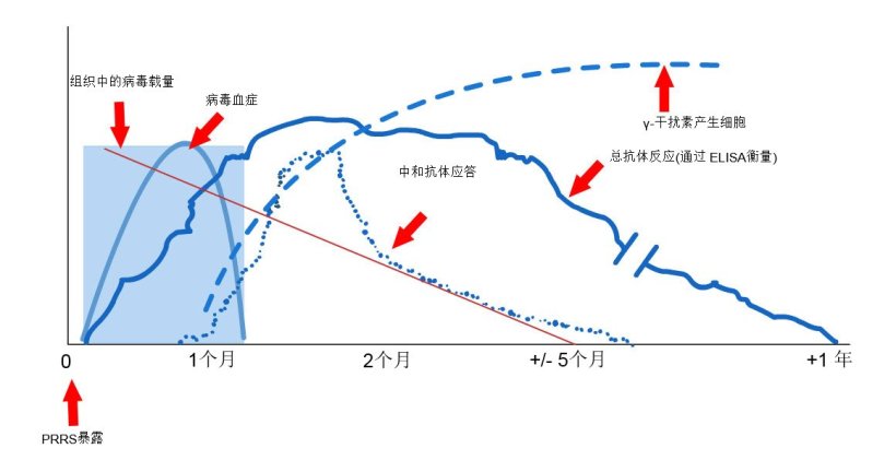 图1:PRRS病毒感染的母猪的免疫反应（L&oacute;pez和Osorio，2004）。
