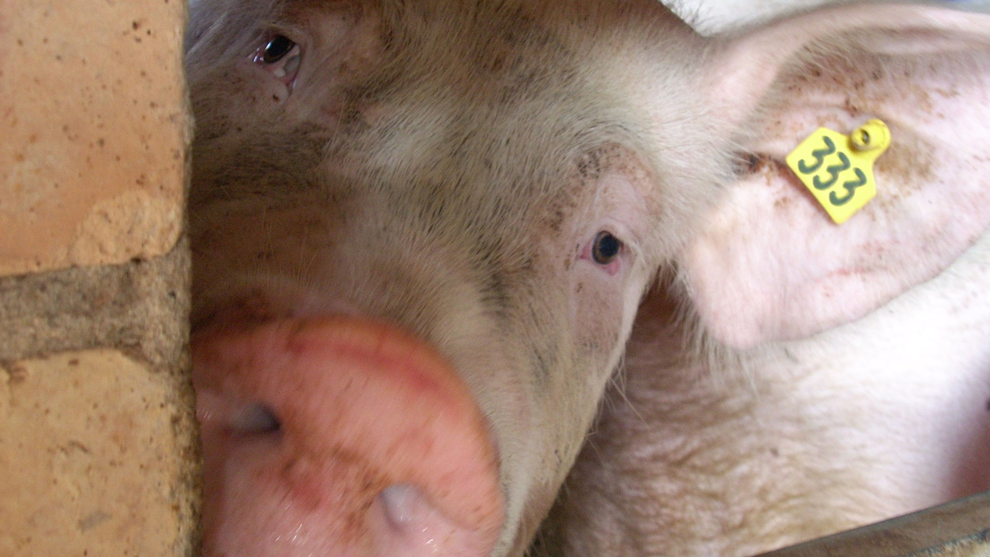 您知道如何解释猪场的留用率吗? - 文章 - pig333.cn, 世界猪业之窗